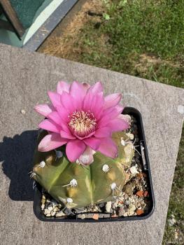 Gymnocalycium baldianum
